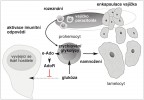 Sobecký imunitní systém používající mimobuněčný adenosin (e-Ado) ke zprostředkování metabolického přesmyku  při infekci larvy octomilky Drosophila melanogaster parazitoidní vosičkou  Leptopilina boulardi. Vajíčko vosičky je v hemolymfě rozpoznáno cirkulujícími hemocyty (imunitními buňkami), které aktivují nespecializované prohemocyty k namnožení a diferenciaci na specializo­vané imunitní buňky zvané lamelocyty, jež jsou schopny obalit (enkapsulace) a zničit vajíčko. Aktivované prohemocyty přecházejí primárně pouze na glykolýzu a zvyšuje se tak jejich spotřeba glukózy. K přisvojení většího množství glukózy vyplavují mimobuněčný adenosin,  který omezuje (červená značka T) příjem  glukózy do vyvíjejících se tkání přes  adenosinový receptor (AdoR); snížení příjmu značeno přerušovanou šipkou.  Orig. T. Doležal, upraveno