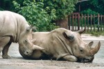 Sociopozitivní interakce (otírání hlavy o tělo) mezi samicemi nosorožce  Cottonova (Ceratotherium cottoni) Fatu (stojící, narozena r. 2000) a Nesárí (1972–2011) během studie jejich sociálního chování v zoo Dvůr Králové v r. 2005. Snímek I. Cinkové