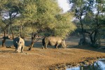 Nosorožci tuponosí (Ceratotherium simum) v rezervaci Leadwood Bushveld Reserve, kde jsou v období sucha přikrmováni vojtěškou. Zvířata se pak stahují k místům krmení, ostatní části rezervace využívají minimálně a dochází u nich ke zvýšeným projevům konfliktního chování. Jižní Afrika. Snímek I. Cinkové