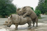 Pokus o páření nosorožců Cottonových v zoo Dvůr Králové (28. července 2009). Při námluvách samec opakovaně vokalizuje během neustálých přístupů k samici a pokusů o spojení. Páření  samice Nabiré (narozena r. 1983) a samce Súdána (narozen r. 1973), které následovalo, úspěšné nebylo, protože Nabiré už nebyla kvůli množství cyst v děloze schopna zabřeznutí. Snímek I. Cinkové
