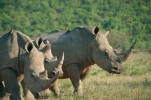 Skupina dospělé samice nosorožce tuponosého (vpravo), jejího mláděte  (tříletého samečka) a pětiletého nedospělého samce. Samice, mláďata a nedospělí jedinci vytvářejí nejčastěji skupiny  po dvou až třech zvířatech. Nejsou však vzácné až šestičlenné. Snímek I. Cinkové