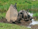 Subadultní samec a samice nosorožce tuponosého. Nosorožci během horkých dní využívají bahenní koupel, ve které někdy i odpočívají. Snímek I. Cinkové