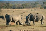 Hravé přetlačování rohy mezi teritoriálním (vpravo) a nedospělým samcem nosorožce tuponosého. Snímek I. Cinkové