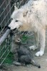 Štěně vlka arktického (Canis lupus arctos) se dožaduje vyvrhnutí potravy od staršího sourozence. Foto D. Malíková