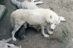 Alfa samice vlka arktického v Zoologické zahradě Olomouc při kojení. Foto D. Malíková