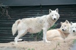 Alfa samice vlka arktického v Zoologické zahradě Brno. Foto D. Malíková