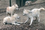 Vlk arktický (Canis lupus arctos) v Zoologické zahradě Brno. Jedinec vpravo využívá typického posunku jako pobídku ke hře. Hra je pro vlky důležitá aktivita, která neslouží jenom  k uvolnění napětí, ale i k trénování různých strategií, které mohou být v životě užitečné. Během hry se stírají hierarchické rozdíly ve smečce, takže  je běžné, že i nejsubmisivnější omega jedinec si dovolí na dominantní alfa jedince. Foto D. Malíková