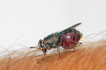 Samice mouchy tse-tse (Glossina sp.). U tohoto hmyzího modelu jsou popsány bakteriální symbionti ze čtyř rodů: Sodalis, Spiroplasma, Wigglesworthia aWolbachia. Foto D. Modrý