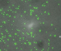 Morfologie Sodalis praecaptivus ve fluorescenčním mikroskopu. Tento druh byl popsán jako volně žijící zástupce rodu, kterého se náhodně podařilo izolovat r. 2012 v USA ze zanícené lidské tkáně. S laskavým svolením J. McCutcheona