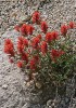 Castilleja miniata z čeledi  zárazovitých (Orobanchaceae) – jeden asi  z 30 druhů tohoto rodu vyskytujících se na americkém severozápadě, který lze potkat na málo zarostlých plochách i blízko kráteru. Foto K. Prach