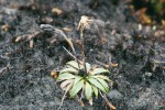 Druh Oritrophium llanganatense z čeledi hvězdnicovitých (Asteraceae) roste na jediné lokalitě na skalnatých svazích hory Cerro Hermoso v ekvádorském národním parku Llanganatis. Foto P. Sklenář