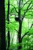 V těsné blízkosti hnízd čápa černého (Ciconia nigra) se netěží a v širším okruhu musí být mechanizované lesní práce prováděny mimo dobu hnízdění. Foto O. Schwarz