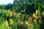 Na extrémních a imisemi nejvíce  zatížených lokalitách se využívají  sukcesní stadia tvořená pionýrskými  dřevinami, jako jsou břízy (Betula), jeřáb ptačí (Sorbus aucuparia) a vrby (Salix). Foto O. Schwarz