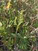 Vratička mnohoklaná (Botrychium multifidum) roste na severně orientované sjezdovce ve vegetaci řídkého krátkostébelného vyfoukávaného trávníku. Foto A. Honc