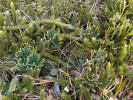 Plavuník cypřiškovitý (Diphasiastrum tristachyum) ve společnosti s plavuní vidlačkou (Lycopodium clavatum) na sjezdovce na hřebeni Radhoště. Foto M. Popelářová