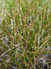 Velmi nízký porost s dominantní drobnou rostlinou bahničkou chudokvětou (Eleocharis quinqueflora) roste na silně zvodnělé části bazického slatinného prameniště. Foto A. Honc