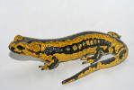 Klinickým příznakem chytridiomykózy je u mloka skvrnitého (Salamandra salamandra) typické zvředovatění pokožky.  Okrouhlé vřídky jsou dobře patrné ve žlutých skvrnách. Foto F. Pasmans