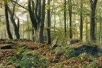 Biková bučina v přírodní rezervaci Velký Blaník, CHKO Blaník. Foto Z. Patzelt