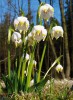 Bledule jarní (Leucojum vernum), ohrožený druh naší květeny, roste často v nivách toků v CHKO Orlické hory. Foto Z. Patzelt