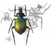 Série hmyz. Krajník pižmový (Calosoma sycophanta).  Orig. S. Prokešová  (1. místo, kategorie Objevitelská)