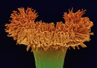 Begonia crassicaulis. Detail květu kysaly dužnaté. Snímek z elektronového  mikroskopu, dodatečně obarven.  Foto V. Sýkora (2. místo,  Vědecká mikrofotografie)