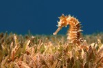 Na pastvě. Mořský koník  (Hippocampus sp.) ve svém typickém biotopu – porostu tzv. mořské trávy. Dahab, Egypt. Foto D. Benák  (2. místo, Vědecká fotografie)