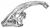 Série lebek. Býložravý svrchno­křídový dinosaur rodu Parasaurolophus.  Orig. Š. Tučková (2. místo,  Vědecká ilustrace a virtuální příroda)