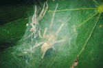 Samice v pavučinovém úkrytu  sloužícím jako přístřešek během  zranitelného období svlékání.  Vlevo nahoře její odvržená kutikula.  Čerstvě svlečení jedinci mají světlejší zbarvení. Foto R. Šich