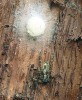 Samice hlídající kokon s vajíčky. Spíše než pavučinová stěna, která je u šplhalek velice řídká, chrání vajíčka jejich umístění ve škvíře pod kůrou stromu. Foto A. Staudt