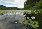 Další příklady rostlinných  společenstev osídlujících přehradní nádrže a důlní jezera. Lakušník štítnatý (Ranunculus peltatus) s plovoucími listy a nápadnými květy na hladině  nádrže Žlutice. Foto P. Pejsar