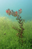Další příklady rostlinných  společenstev osídlujících přehradní nádrže a důlní jezera. Stolístek klasnatý (Myrio­phyllum spicatum) v porostu parožnatek (Chara spp.) v hloubce 6 m na dně důlního jezera Most. Foto M. Čtvrtlíková