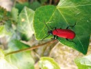U nás téměř všudypřítomný  podkorní brouk červenáček ohnivý (Pyrochroa coccinea) bývá zastižen v dospělosti nejčastěji na vegetaci. Foto J. Horák