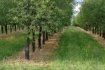 Moderní ovocné plantáže jsou husté, nízké a mají redukované bylinné patro. Foto M. Lípa