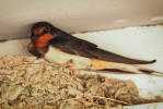 Vlaštovka obecná (Hirundo rustica). Foto L. Korešová