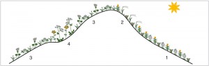 Schéma rozmístění hlavních typů stepní vegetace v oblasti Opolí na svazích různého sklonu a orientace. Jižní svah je vyznačen symbolem slunce. 1 – širokolisté suché trávníky (asociace Polygalo majoris-Brachypodietum pinnati); 2 – úzkolisté suché trávníky s kavyly a kostřavami (svaz Festucion valesiacae); 3 – stepní louky bělokarpatského typu (asociace Brachypodio pinnati-Molinietum arundinaceae); 4 – vysokobylinné stepi (svaz Geranion sanguinei). Orig. J. Roleček