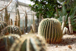 Echinocactus grusonii – kulovité kaktusy mívají často obří rozměry, proto je spatříte spíše v botanických zahradách. Foto P. Florian