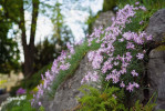 Hvozdíky (Dianthus) v době květu dominují rozsáhlému alpinu z devonského vápence. Foto P. Florian