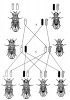 Dobově typické vyobrazení dědičnosti znaku barevnosti očí na modelovém organismu octomilce obecné (Drosophila me­lanogaster) z 30. let 20. století. Foto z archivu T. Hermanna