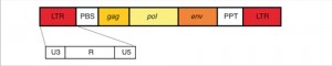 Schéma stavby (endogenního)  retroviru. LTR – Long Terminal Repeat (dlouhá koncová repetice), U3 – unikátní sekvence na 3′ konci, U5 – unikátní sekvence na 5′ konci; gag, pol, env – geny; PBS – místo vazby primeru (odkud začíná replikace), PPT – polypurinový úsek, R – repetice. Blíže v textu. Orig. M. Famfulíková