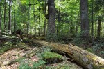 Nejznámější rakouský prales Rothwald v Dolním Rakousku. Původní  jedlobukový les se zde zachoval díky velmi obtížné přístupnosti území. Foto J. Malíček