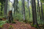 Lidmi nejméně ovlivněným pralesem v České republice je asi šumavský  Boubínský prales. Většina jádrového  území je velmi stinná kvůli vysokému podrostu zmlazujícího buku lesního (Fagus sylvatica). Foto J. Malíček