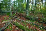 Nejstarší středoevropská rezervace – Žofínský prales. Ve srovnání s jinými pralesy v tomto regionu se vyznačuje abnormálním množstvím popadaných stromů a četnými mokřady a prameništi. Foto J. Malíček
