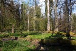 Přestože lesní porosty v přírodní rezervaci Diana v Českém lese byly ovlivněny parkovými úpravami  v minulosti, z lichenologického hlediska  představují jedny z nejcennějších v České republice. Foto J. Malíček
