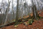 K nejrozsáhlejším středoevropským pralesům patří Stužica. Rozprostírá se  na slovensko-polsko-ukrajinské hranici, největší část pralesovitých porostů se rozkládá na ukrajinské straně. Foto J. Malíček