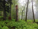 V rozsáhlých pralesech na severním Kavkazu může růst i více než 300 druhů epifytických a epixylických (rostoucích na dřevě v různém stupni rozkladu) lišejníků na jediném hektaru. Foto J. Malíček 