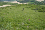 Přírodní památka Kamenný vrch u Kurdějova v r. 2008, kdy zdejší populace modráska ligrusového (Polyommatus damon) čítala několik set až tisíc jedinců. Poslední zde však byli pozorováni v r. 2018. Foto J. Lipárová 