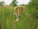 Modrásek ligrusový (Polyommatus damon) na vičenci (Onobrychis spp.). Foto J. Lipárová 