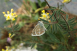 Modrásek komonicový (Polyommatus dorylas) z Týnčanského krasu, kde proběhla jeho asistovaná kolonizace na připravená místa. Foto P. Skala