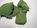 Zakladené listy tavolníku. V každém listu jsou nejméně dvě, ale i čtyři až pět vajíček kobylky malé. Foto P. Pecina