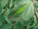 Samec kobylky malé (Phaneroptera nana) na tavolníku van Houtteově  (Spiraea × vanhouttei) pozorovaný v parku na Karlově náměstí v Praze (2013). Foto P. Pecina